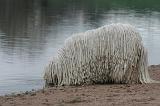 KOMONDOR 146